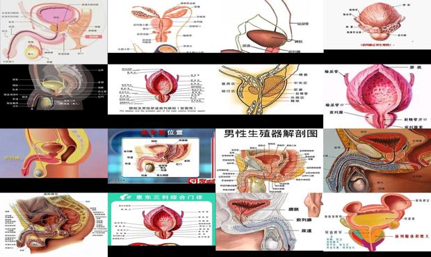 汕头前列腺检查 - 汕头前列腺是什么