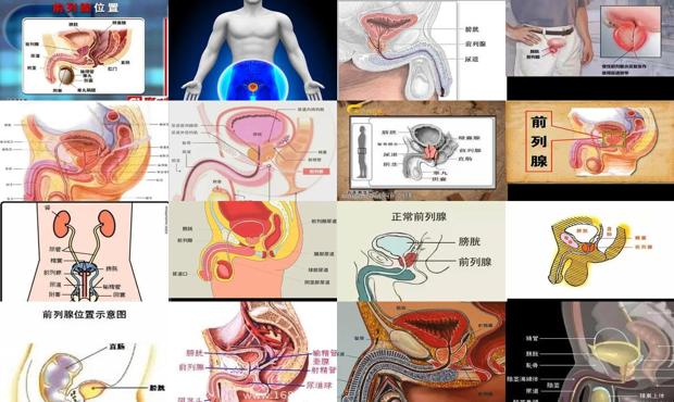 前列腺在医院属于什么科 - 汕头前列腺在什么位置