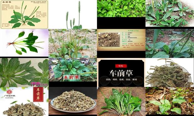 车前草都治啥 - 汕头车前草治前列腺