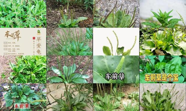 车前草治病吗 - 汕头车前草能治前列腺炎吗