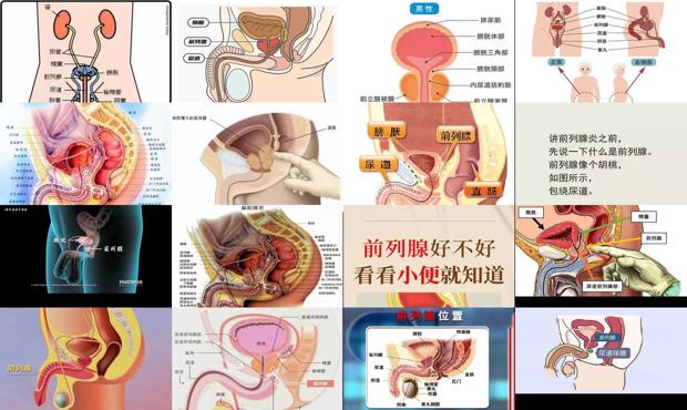 汕头男人前列腺在什么部位